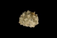 藏品(紫口岩螺)的圖片